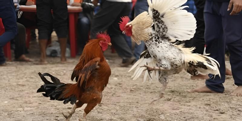 অংশগ্রহণকারীদের আকর্ষণ করার মতো GAMECHICKEN LINEBET-এর সুবিধাসমূহ